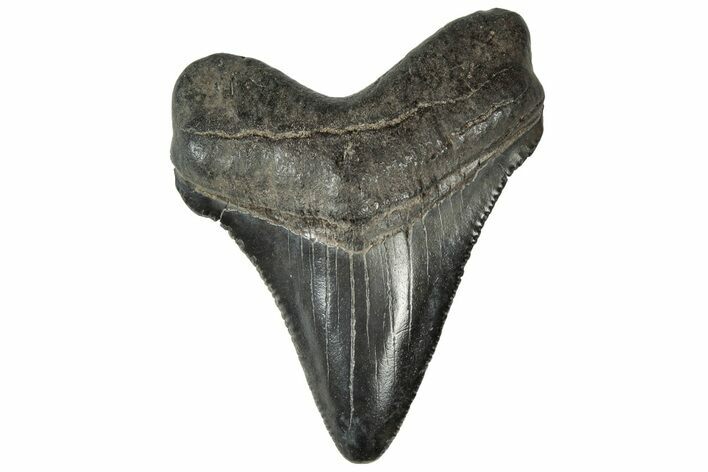 Serrated Chubutensis Tooth - Megalodon Ancestor #313610